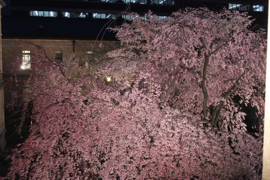 1937-12.4.10紅枝垂れ桜　東側窓から.jpg